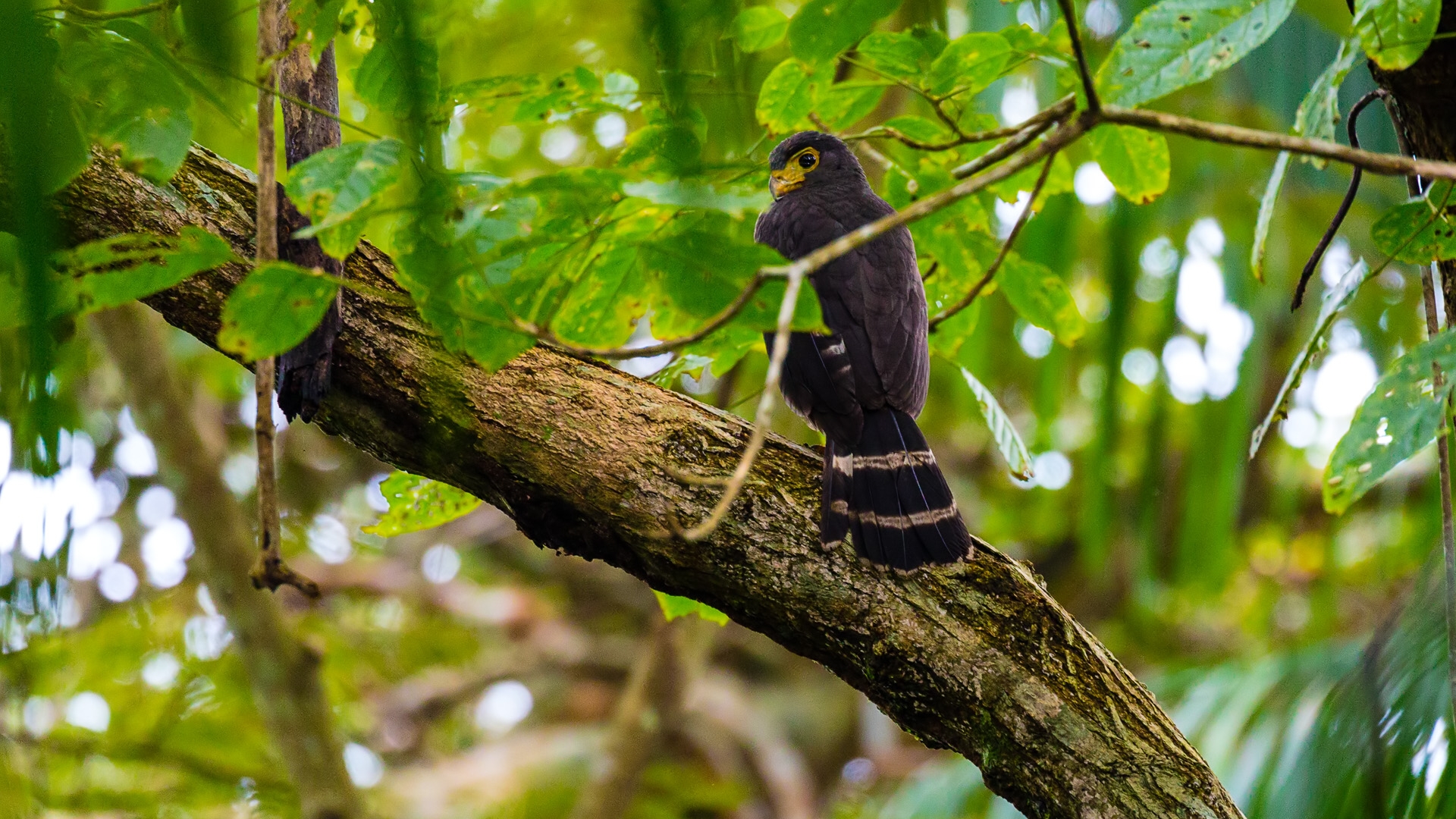 Slaty-backed Forest-Falcon (Micrastur mirandollei)
